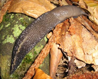 Limax aldrovandi Moquin-Tandon 1855 dal appennino tosco emiliano (PT)